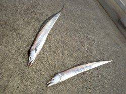南芦屋浜ではタチウオまだ釣れています！
