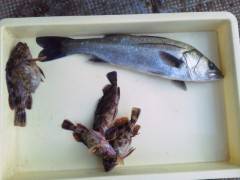 沖の北でシラサエビのウキ釣り、ハネ50cmなどの釣果☆