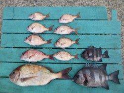 ●絶好の釣り日和でした●沖一文字かご釣り釣果