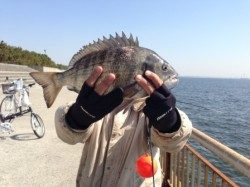 【オキアミでもチヌ！エビでも！】南芦屋浜