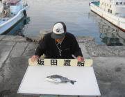 黒島の筏チヌ釣果、納得サイズです♪