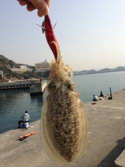 田ノ浦　コウイカエギング