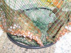 紀州釣りでタコが釣れました！マリーナシティ海釣り公園