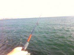 大蔵海岸でチョイ投げ、アナハゼを初めて釣り上げました。