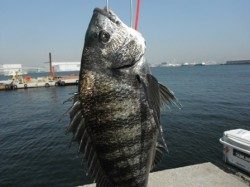 チヌ釣れてます！丸島防波堤（６日）