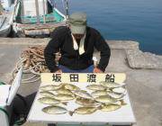 黒島の磯 ウキ釣りでアイゴ15匹