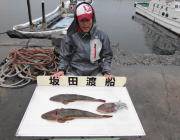 黒島の筏でアジの呑ませ釣り、立派なマゴチです！