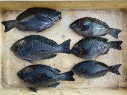 ケムリ島でフカセ釣り、30cmまでのグレが6匹釣れました