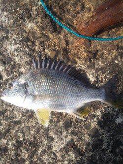 深日 紀州釣りでチヌ・キビレ・イソベラ