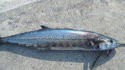 南塩谷 朝のルアー釣りでサゴシ55cm＆56cmがヒット！