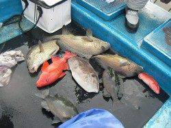 初めての江須でかかり釣り、多魚種釣れました♪