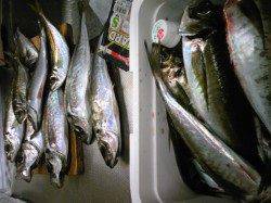 香住西港でアジのウキ釣り、良型が大漁です！
