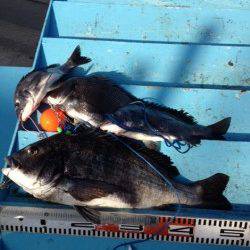 マリーナシティ海釣り公園 紀州釣りでチヌ4尾