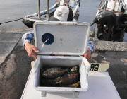 黒島の磯 ウキ釣りでアイゴ20匹