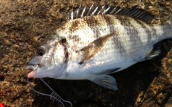 【朝小ぶりですがチヌ釣れてます】南芦屋浜