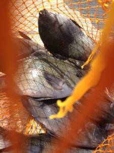 沖の赤島でのオキアミフカセ、グレはまだまだ釣れてます