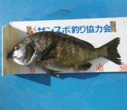 佐波賀地磯でチヌ50.8cmを頭に4匹の釣果