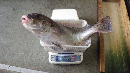 堺堤防 フカセで大物！コショウダイ67cm5.9kg！