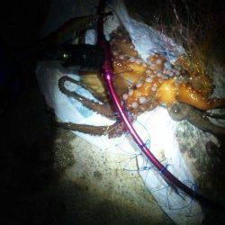 伊根湾内エギング調査、釣れたのは…食べ頃サイズのタコ