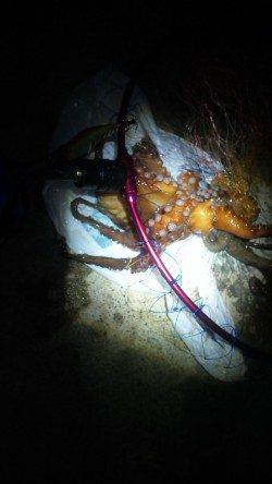 伊根湾内エギング調査、釣れたのは…食べ頃サイズのタコ