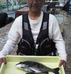 岸和田一文字 良型のチヌ釣れてます