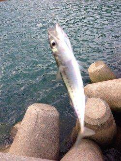 日置川河口へフカセ釣りへ行ってきました
