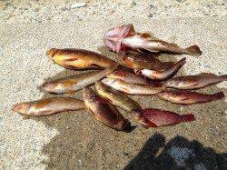 林崎漁港　朝の探り釣り＆投げ釣りでアブシン13匹　ちょい投げがオススメ