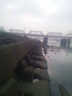 淀川河口でウキ釣り、カワアナゴが釣れました。