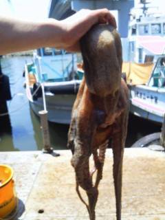 紀州釣りでタコが釣れました★2.4kg