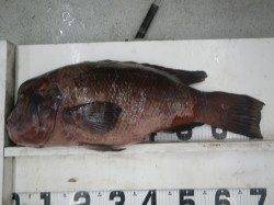 市江　カンダイの8.6kg 74cmの釣果