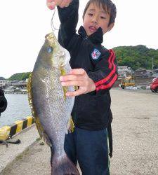 神谷一文字 カゴ釣りでイサギ38cm