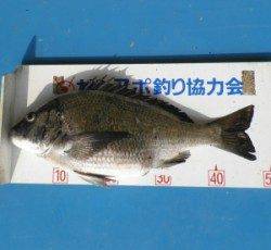 野原の磯でオキアミフカセ、チヌ49cmとグレ10匹の釣果