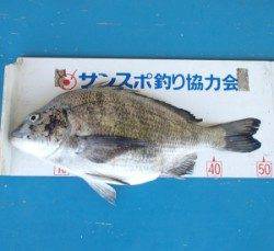 佐波賀地磯　フカセでチヌ〜50.2cmの釣果