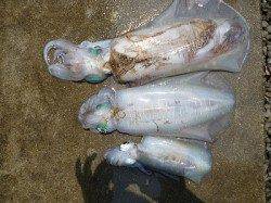 湯浅の磯　ウキ釣りでアオリイカ〜2.45kgの釣果