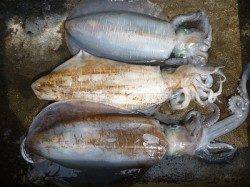 湯浅の磯　ヤエンでアオリイカ〜2.45kgの釣果