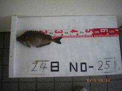 探り釣りでガシラにタコ etc… 姫路市立遊漁センター