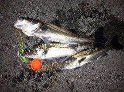 大阪南港で夜釣りのウキ釣り、セイゴ〜スズキクラスまで釣れました
