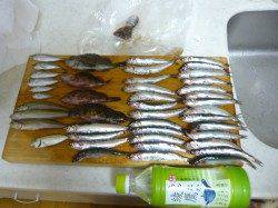 兵庫突堤、サビキなどで6魚種の釣果