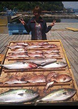 家島の海上釣り堀　釣りガールがマダイ15匹＆メジロ・カンパチの好釣果
