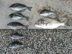 15日：紀州釣りで良型チヌ・グレの釣果 in 湯浅の磯