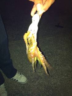 夜のタコ釣り 楽しいよ 大阪府 貝塚 オクトパッシング タコ 陸っぱり 釣り 魚釣り 釣果情報サイト カンパリ