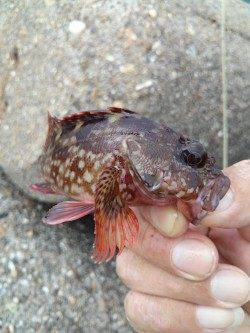 東二見人工島　テトラ周りの穴釣りでガシラ〜15cm3匹