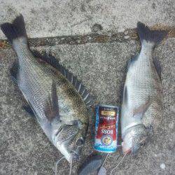 堺・一本松漁港　紀州釣りでチヌ2枚　台風の影響でうねりの中での釣り