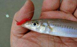 由良川河口　投げ釣りでキス〜17cm40匹　エサは赤イソメ・ワーム使用