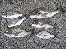 湯浅の磯　紀州釣りでチヌ51cm頭に6匹