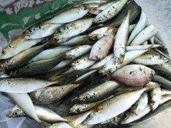 サビキ・紀州釣りが面白い　食コンりある