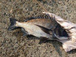 紀伊大島　紀州釣りで40cmオーバーチヌ2枚＆30cm　魚影は濃い様子