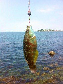 阿那賀での穴釣りの釣果