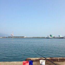 敦賀港　明け方のサビキで豆アジ＆コノシロ