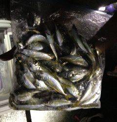 大蔵海岸　夜のサビキ釣りで豆アジ多数